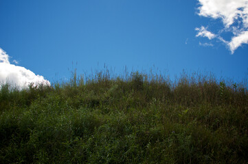 Low angle view looking up at hill covered in tall, thick, lush grass against a blue sky with thick white clouds along the edge providing copy space in upstate new york.