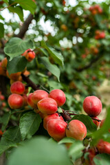 Apricot trees in orchard, organic fruits produce