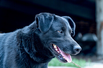 Cute muzzle of a stray dog on a chain, Animal protection, concept of animal cruelty, Black sad dog on a leash close-up.