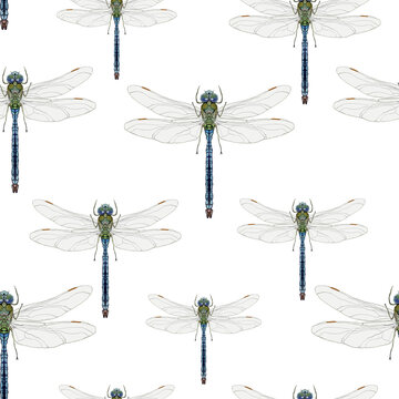 semless pattern with blue and green dragonfly
