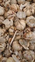 close up of garlic