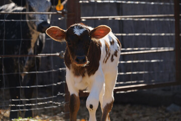 Cute spotted bull calf on sunny day at farm.