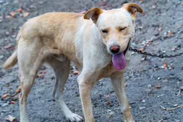 Cute muzzle of stray dog on a chain, Animal Welfare, concept of animal cruelty, sad dog on a leash...