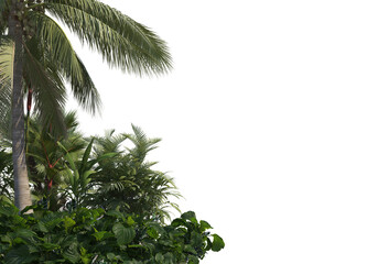 Tropical plants on a transparent background  © jomphon