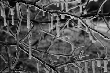 Ice on tree branches during cold winter in Texas.