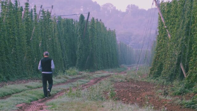 Men in hops filds