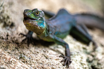 Portrait of a Green Basilisk (Basiliscus plumifrons)
