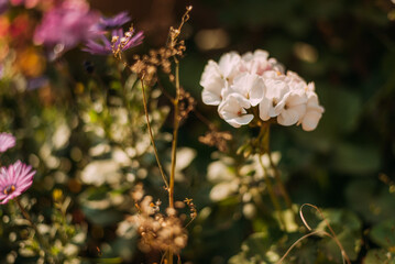 Flores rosas en campo verde