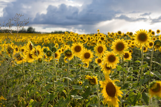 sunflower field, sunset, rainy clouds, Ukrainian symbol