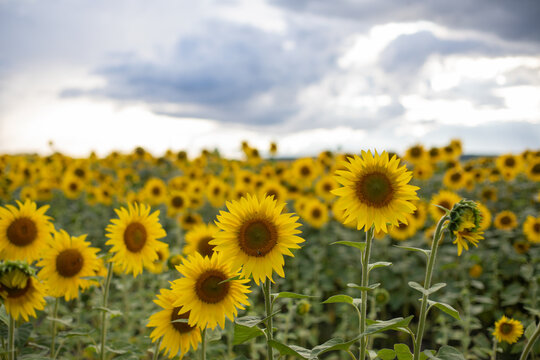 sunflower field, sunset, rainy clouds, Ukrainian symbol