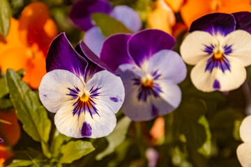 Viola wittrockiana gams, Pansy, on a sunny summer day near Bad Griesbach, Bavaria, Germany