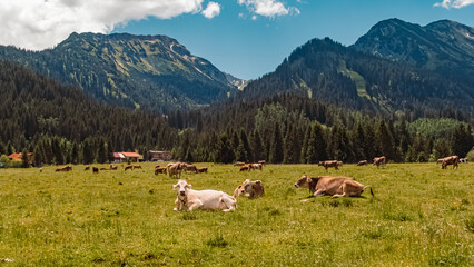 Fototapeta na wymiar Beautiful alpine summer view with cows near Zoeblen at the famous Tannheimer Tal valley, Tannheim, Tyrol, Austria