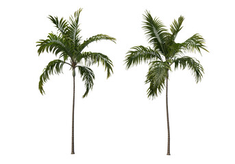 Obraz premium Tropical plants on a transparent background 