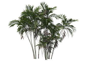 Tropical plants on a transparent background
