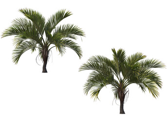 Obraz premium Tropical plants on a transparent background 