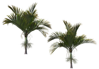 Tropical plants on a transparent background
