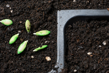 Growing cucumbers from seeds. Step 3 - planting in the ground.