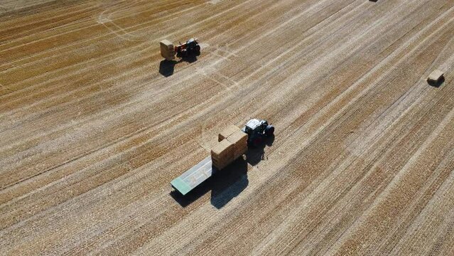 British Agricultural and Harvesting Fields Farms at Sunset Time. High Angle Footage taken with drone's camera on a hot summer day of England. Agricultural Farms and Working Machines at Dunstable Downs