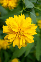 A beautiful yellow flower with lots of petals against a blurry background of grass, stems and other flowers. Nature and Life. Blossoming, blooming flowers. Summer and sunny weather. Coreopsis
