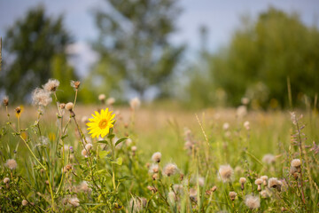 Gelbe Blüte auf einer Blumenwiese