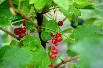 currant bush after rain with red currant berries, close-up