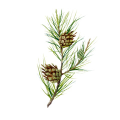 Watercolor illustration, cone. Forest plants. natural image.