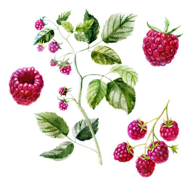 Watercolor illustration, set. Raspberries on the side, from different angles.