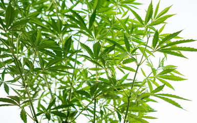 Fototapeta na wymiar marijuana plant growth cannabis medicinal leaves
