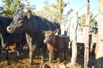 Black Angus Cattle and Calve