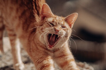 Cat roar