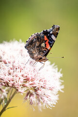 Schmetterling auf Blume