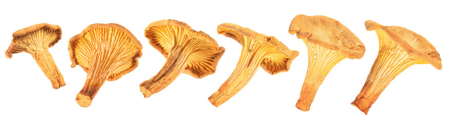 set of dry chanterelle mushroom isolated on white. the entire image in sharpness.