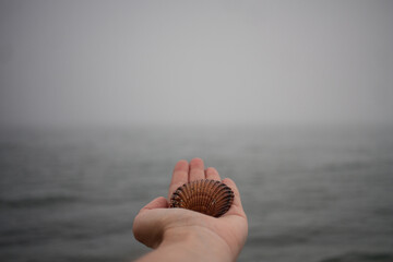 hands holding seashells on the beach