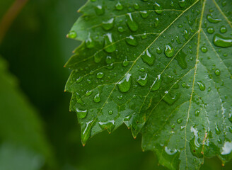 Water drop on flower
