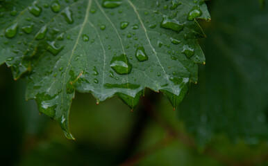 Water drop on flower