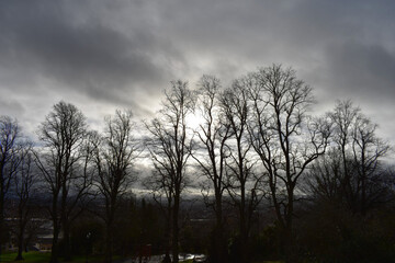 monochrome trees with sunset