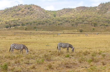 Fototapeta premium Zebras in a national park during a safari