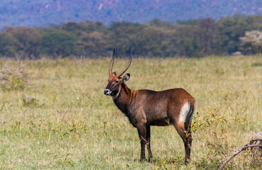 Maasai mara antelope standing in the park