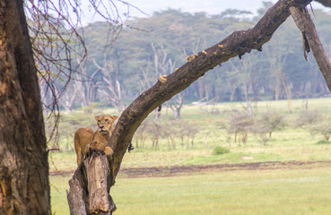 African lions resting in a park