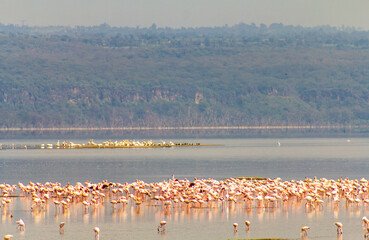Fototapeta na wymiar Flamboyance of flamingos in Lake Nakuru 