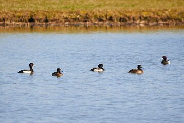 Tufted Ducks on the lake ( Aythya fuligula ) Birds on the lake