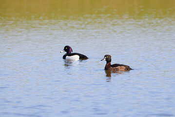 Tufted Ducks on the lake ( Aythya fuligula ) Birds on the lake