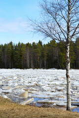 Ice run on Koitelinkoski Kiiminkijoki Oulu Finland. Ice floats in small chunks and large rafts down the river.