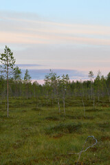 Peaceful evening in a swamp in Lapland. It’s almost midnight but it's still light. The sky is colored in soft pastel shades.