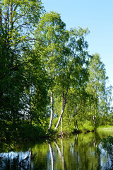 At Midsummer, the Finnish summer is still young and bursting with green. On a lake, in a river estuary green birch trees are reflected in the calm water surface.