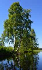 At Midsummer, the Finnish summer is still young and bursting with green. On a lake, in a river estuary green birch trees are reflected in the calm water surface.