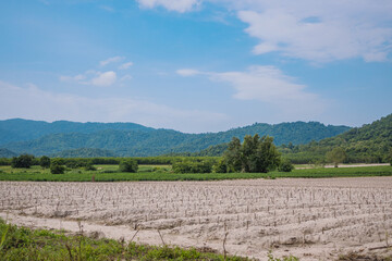 Fototapeta na wymiar cassava plantation