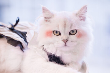 white Persian cat in costume