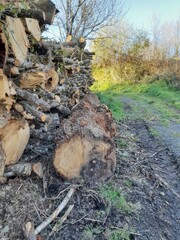 Troncos de madera en un bosque en Galicia