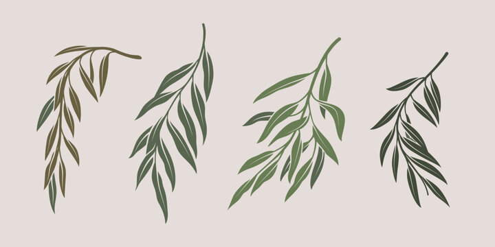 Illustration of willow branch. Set of branches with leaves. Contour vector illustration.